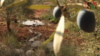 Israeli Settlement Pollutes Palestinian Olive Groves With Sewage Water