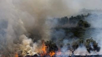 Palestine: Jewish Settlers Torch 100 of World’s Oldest Olive Trees