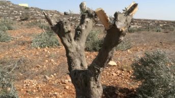 Israeli settlers, with IDF complicity, have destroyed 800,000 olive trees since 1967