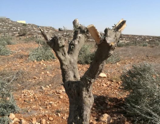 Israeli settlers, with IDF complicity, have destroyed 800,000 olive trees since 1967