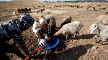 Gideon Levy: Please, Bibi, Let the Annexation Begin