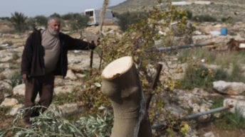 Israel destroys Palestinian nature reserve, uproots 10,000 trees