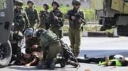 Israeli forces kill 24-year-old, injure, abduct Palestinians, uproot 1,000 trees, Jan. 4-6