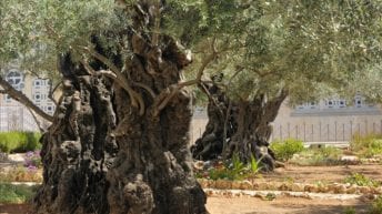 Easter for us, but Palestinians are still in Gethsemane
