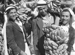 JERICHO - The Arabs of Jericho and their banana plantations, early to mid 20th c.