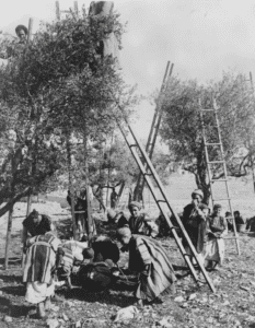 RAMALLAH - Harvesting and gathering olives in the Ramallah area, c. 1920s (Matson Collection)