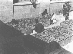 Sorting and Packing Jaffa's citrus in the early 1920s.