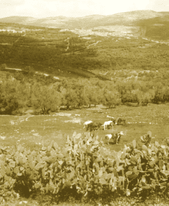 NABLUS - Arabian horses grazing in the hills north of Nablus, late 19th, early 20th c.