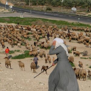Sheep being freed this week after their owners, shepherds in the Jordan Valley, were forced to pay an exorbitant sum. It's the latest settler method to embitter Palestinian lives.