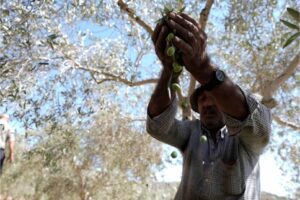 Palestinian farmers start to harvest olives on agricultural field despite the Israeli attacks on Palestinians in the village of Madama, south of the city of Nablus, West Bank on October 03, 2024.