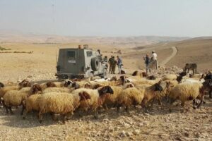 Israeli forces look over a Palestinian Shepherd and his flock of sheep