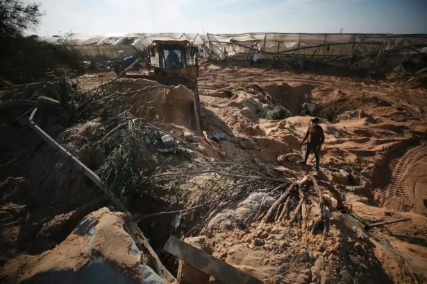 Israel’s War Decimated Gaza’s Farmlands and Killed Most of its Livestock