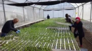 Friends of the Earth condemns Israeli assault on Palestine’s only national seed bank