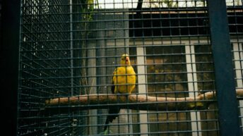 From Long Island to the Baltics: Drop Site Investigation Reveals New Details About Canary Mission’s Operations