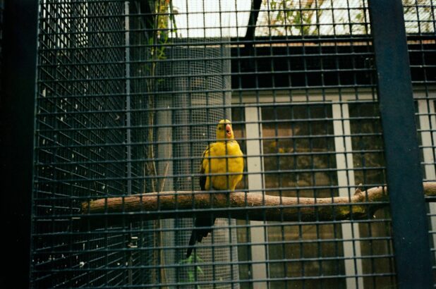 From Long Island to the Baltics: Drop Site Investigation Reveals New Details About Canary Mission’s Operations