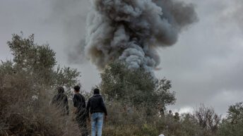 Settler terror devastates West Bank olive harvest