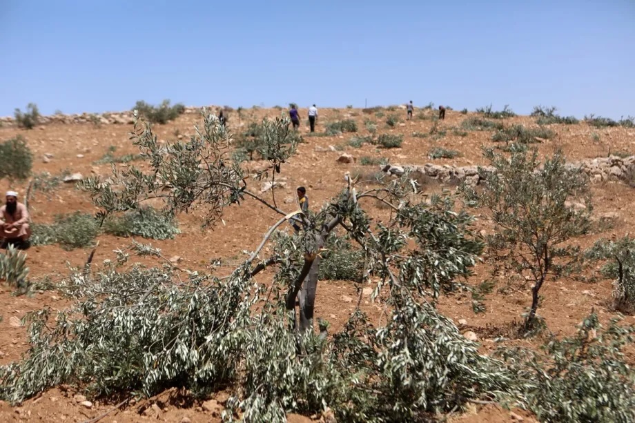 Palestinian residents examine olive trees on their land damaged by Israelis in the Yatta district of Hebron, West Bank on May 24, 2025.