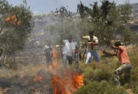 Illegal Israeli settlers set fire to Palestinian farmland in the West Bank