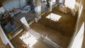 They Tortured Lambs In The West Bank