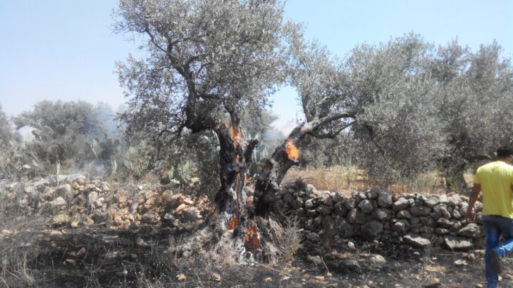 98% of Gaza’s Tree Cropland Destroyed by Israel 98% of Gaza’s Tree Cropland Destroyed by Israel