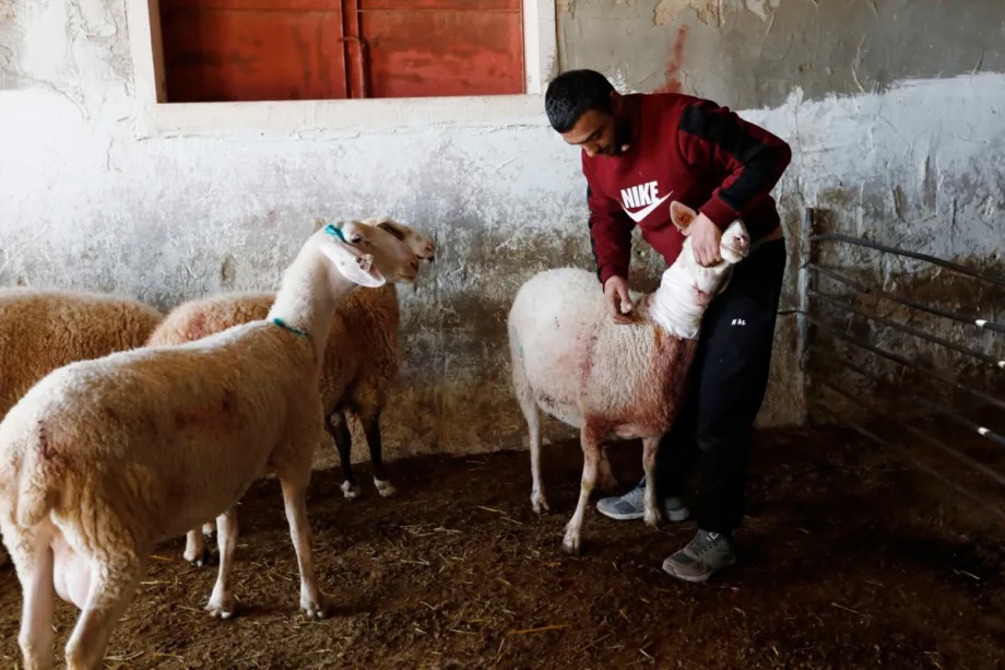 A man pets a sheep near a Palestinian’s home that was attacked by Israelis, who threw stones and beat those inside, injuring three people, breaking the windows, damaging the property, and killing several sheep in a pen near the house, in Hebron, West Bank on December 23, 2025.