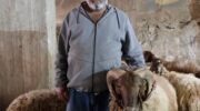 Sheep Theft Sent Shockwaves Through a Palestinian Village. Then, a 12-year-old Boy Was Shot Dead
