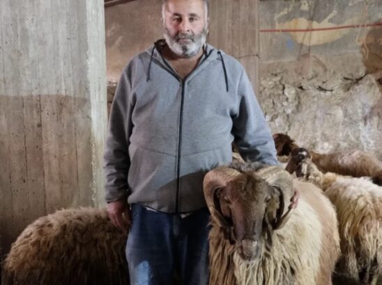 Sheep Theft Sent Shockwaves Through a Palestinian Village. Then, a 12-year-old Boy Was Shot Dead