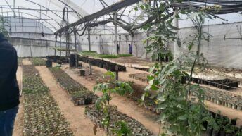 Palestinians in Gaza Want to Rebuild Food Systems. Israel Isn’t Letting Them.