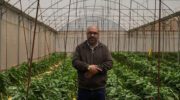 Israel’s war on the West Bank comes for Palestinian greenhouses