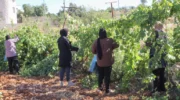 Paradise lost: How Israel is making war on West Bank farmers: 2 Articles