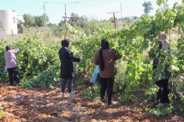 Paradise lost: How Israel is making war on West Bank farmers: 2 Articles