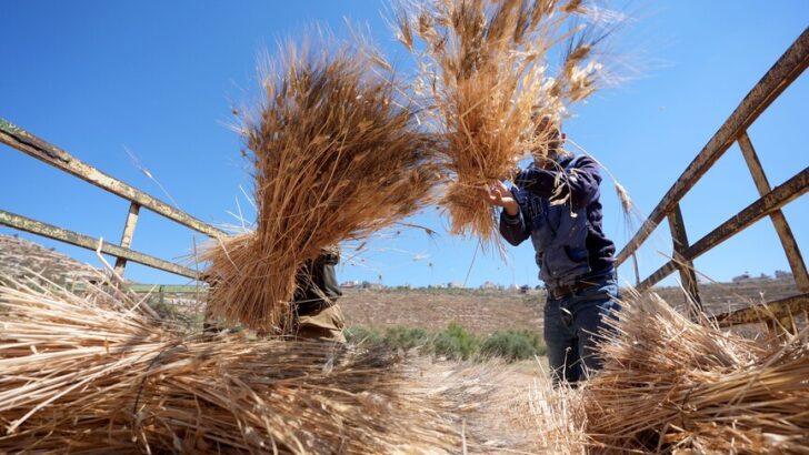 Wheat harvest becomes act of defiance as West Bank farmers race to outrun Israeli settler attacks