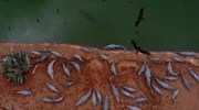 Ben Gvir’s crocodiles are the latest weapon in Israel’s animal warfare on Palestinians