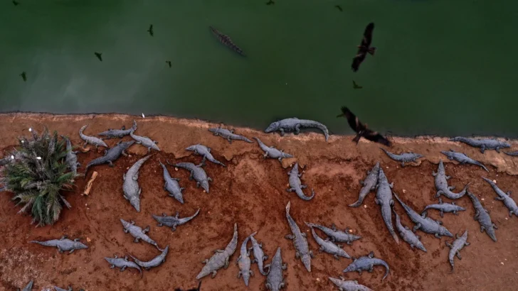 Ben Gvir’s crocodiles are the latest weapon in Israel’s animal warfare on Palestinians