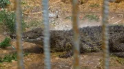 Israel advances crocodile plan to stop Palestinian prisoners escaping