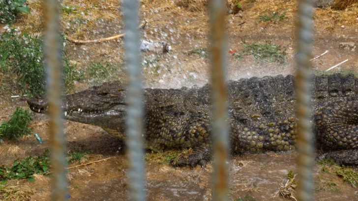 Israel advances crocodile plan to stop Palestinian prisoners escaping Israel advances crocodile plan to stop Palestinian prisoners escaping