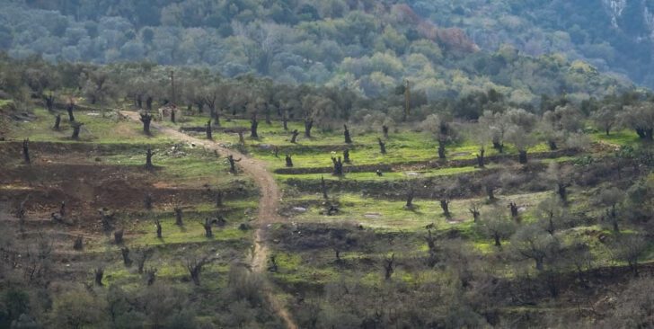Phosphorus Munitions Fired by Israel Burn Groves, Orchards in Southern Lebanon Phosphorus Munitions Fired by Israel Burn Groves, Orchards in Southern Lebanon